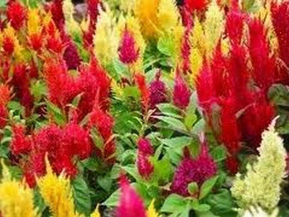 100 Celosia - Pampas Plume Mix Seeds - Seed World