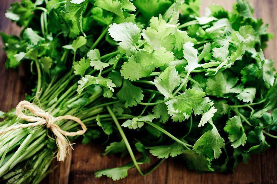 100 Cilantro - Coriander Seeds - Seed World