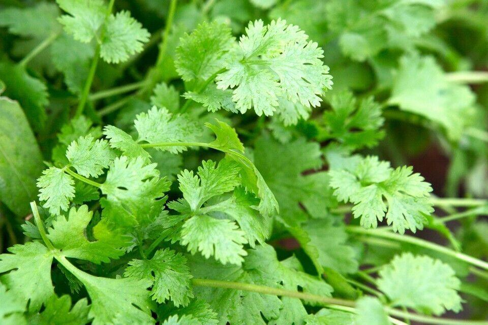 100 Cilantro - Coriander Seeds - Seed World