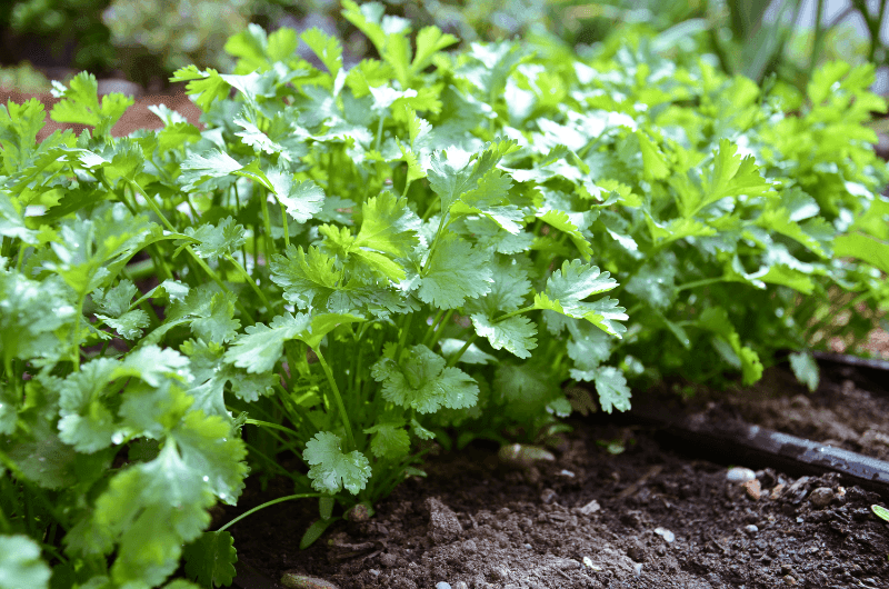 100 Cilantro - Coriander Seeds - Seed World