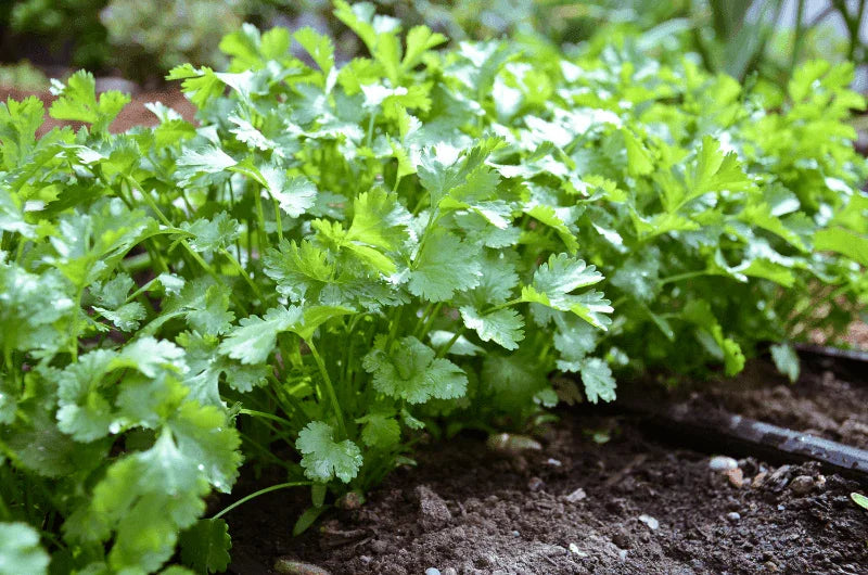 100 Cilantro Coriander Seeds – Fresh Culinary Herb - Seed World