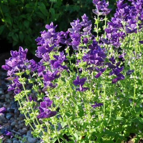 100 Clary Sage Blue Monday Seeds - Seed World