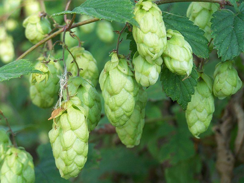100 Common Hops Seeds - Seed World