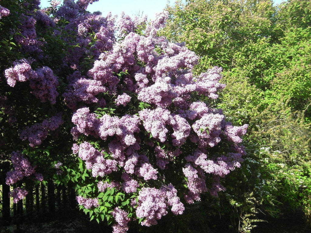 Common Purple Lilac