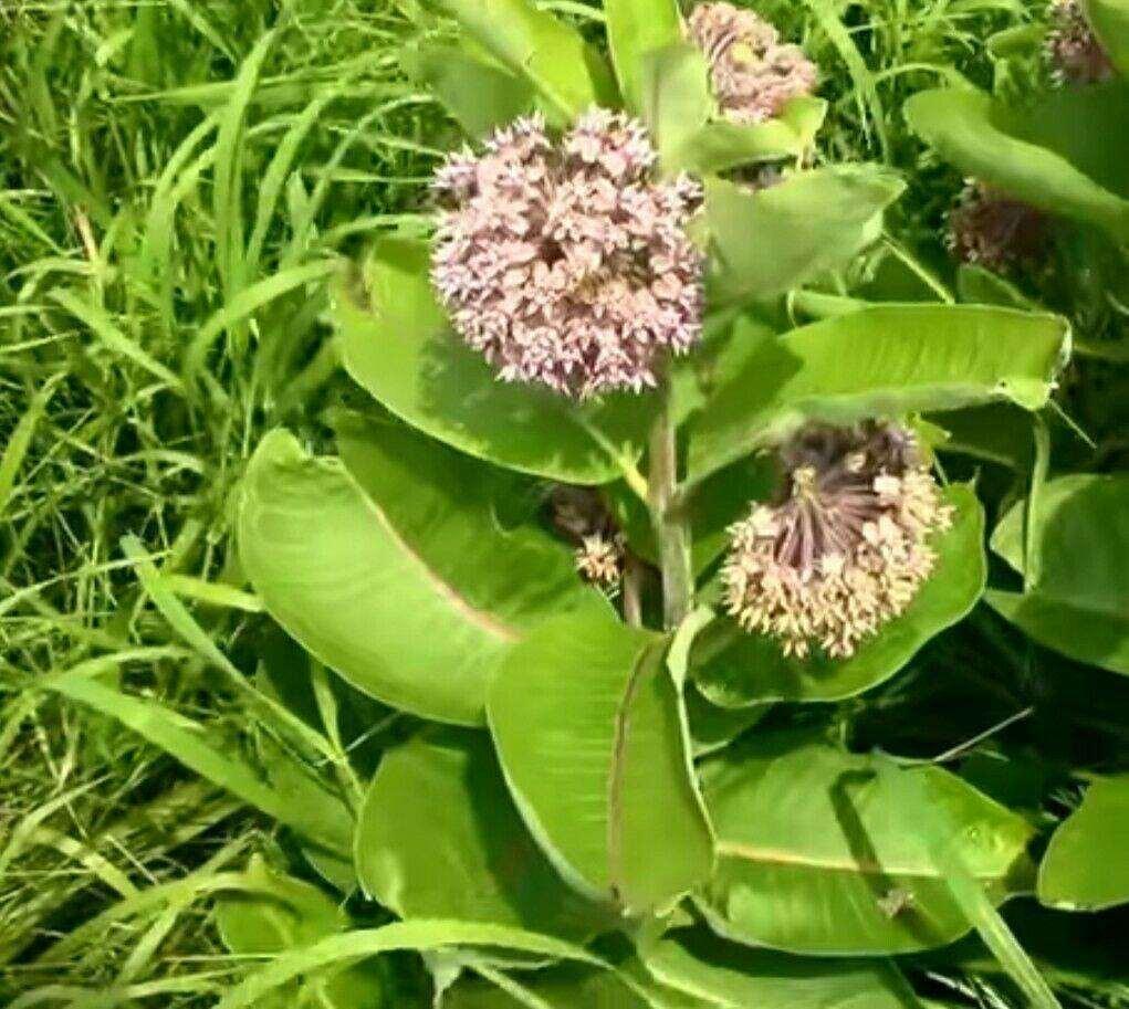 100 Common Milkweed (Asclepias Syriaca) Seeds - Seed World