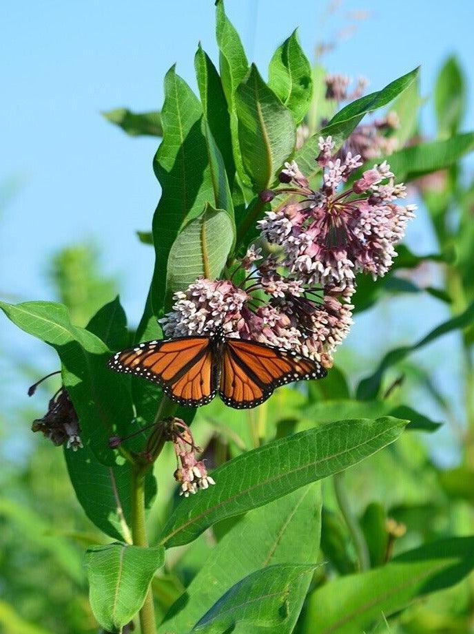 100 Common Milkweed (Asclepias Syriaca) Seeds - Seed World