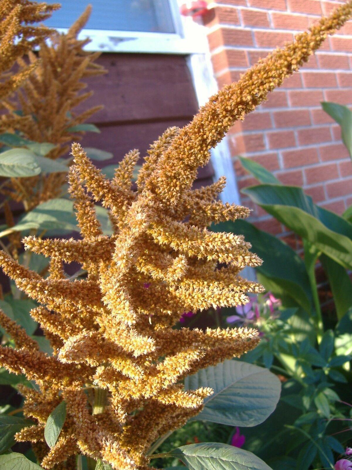 100 Copperhead Amaranthus Seeds - Seed World