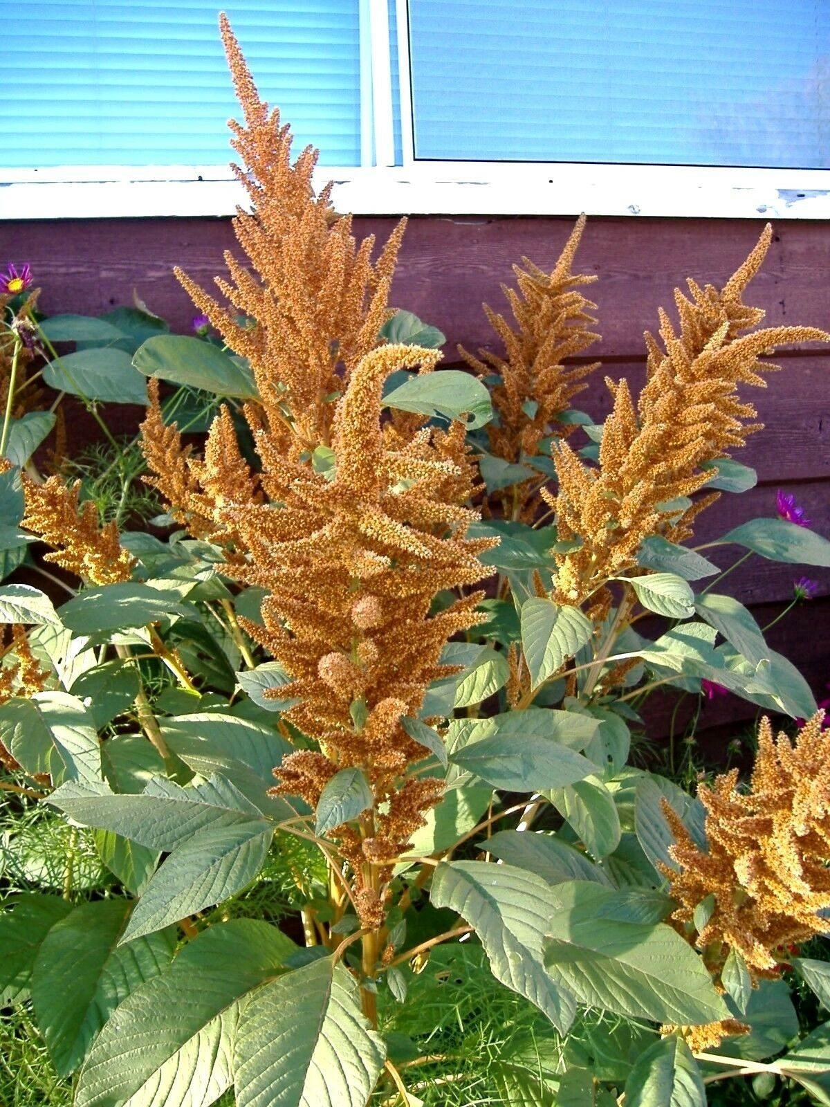 100 Copperhead Amaranthus Seeds - Seed World
