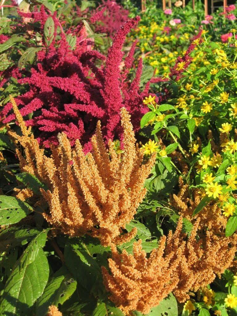 100 Copperhead Amaranthus Seeds - Seed World
