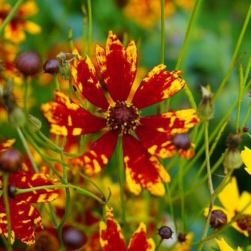 100 Coreopsis - Radiana Tigrina Seeds - Seed World