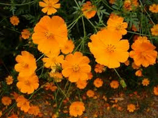 100 Cosmos - Sulphur Orange Seeds - Seed World