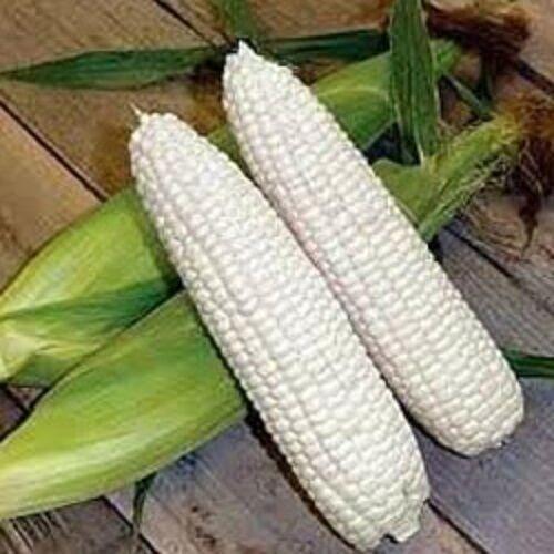 100 Country Gentleman White Corn Seeds - Seed World