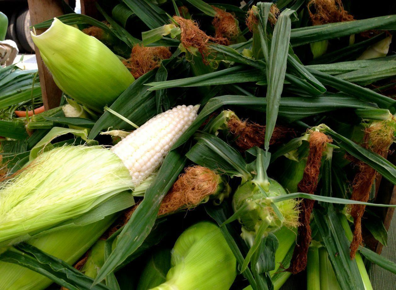 100 Country Gentleman White Corn Seeds - Seed World