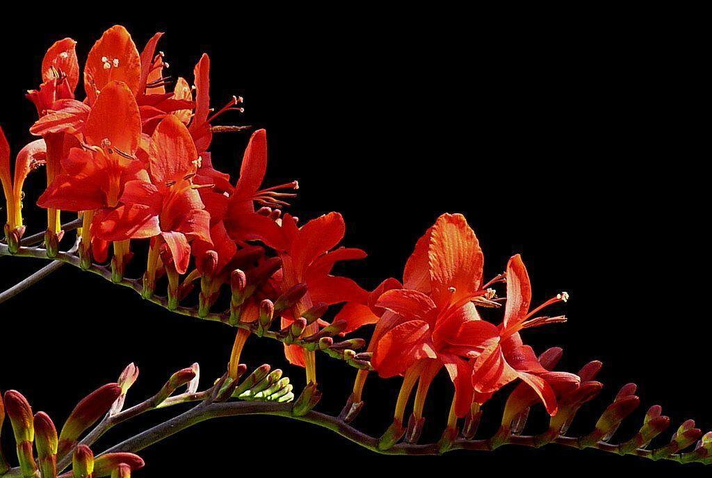 100 Crocosmia Lucifer Seeds - Seed World