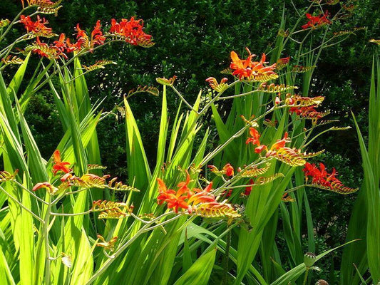 100 Crocosmia Lucifer Seeds - Seed World
