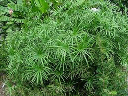 100 Cyperus Umbrella Plant Seeds - Seed World
