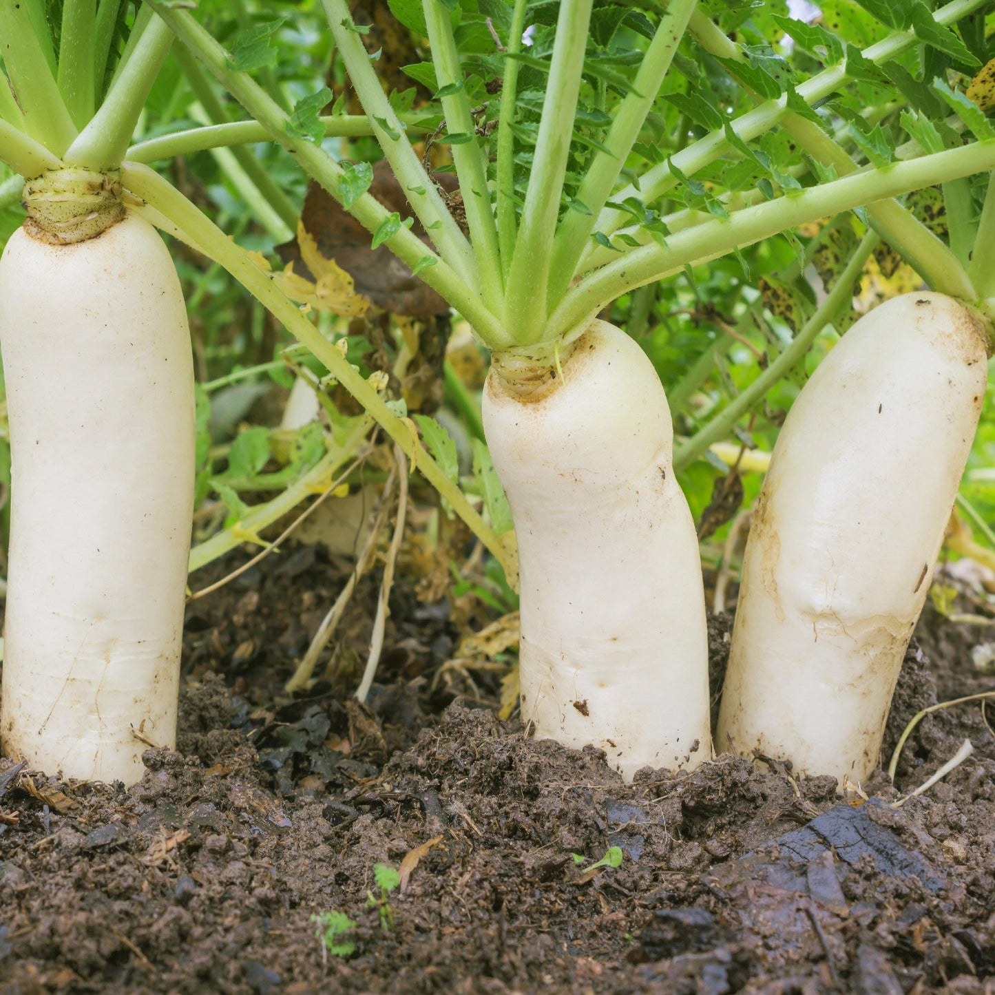 200 Daikon Radish Seeds - Seed World