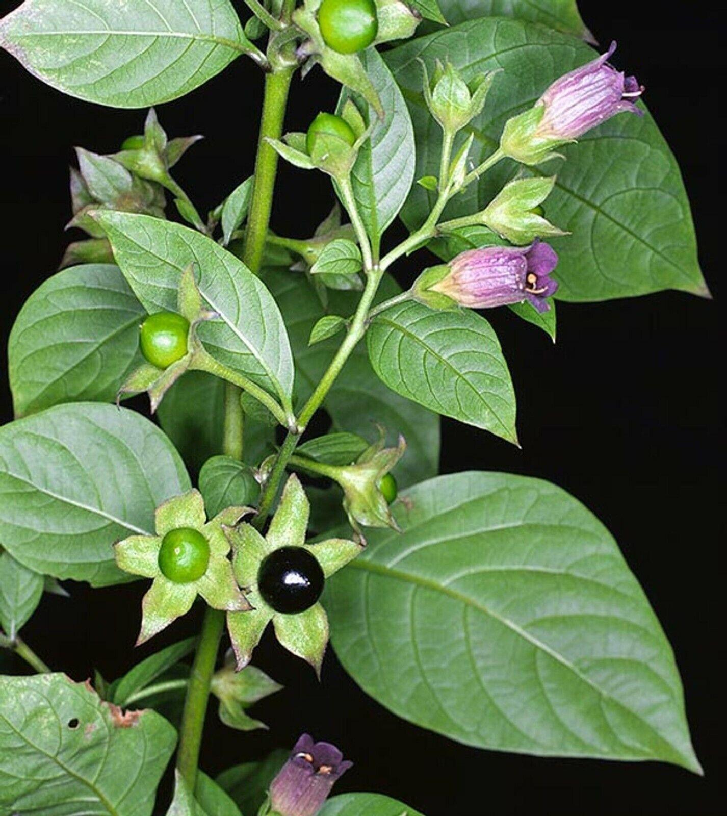 100 Deadly Nightshade - Atropa Belladonna Seeds - Seed World