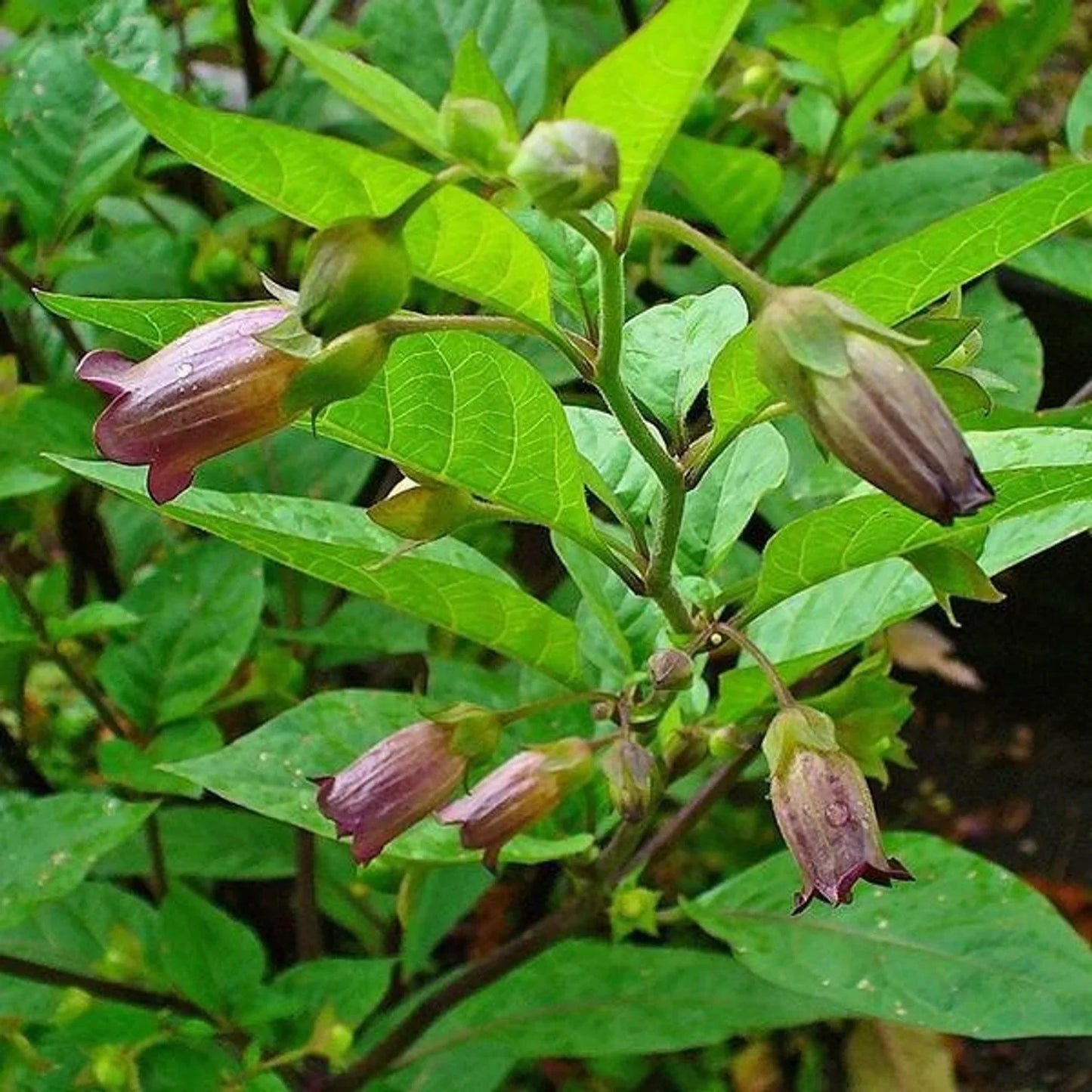 100 Deadly Nightshade - Atropa Belladonna Seeds - Seed World
