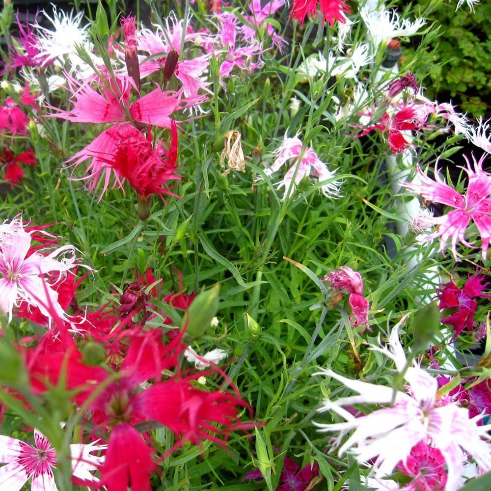 100 Dianthus - Spooky Mix Seeds - Seed World