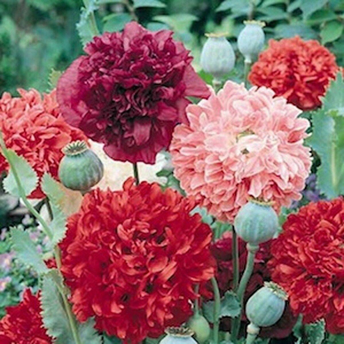 100 Double Poppy Peony Mix Flower Seeds - Seed World