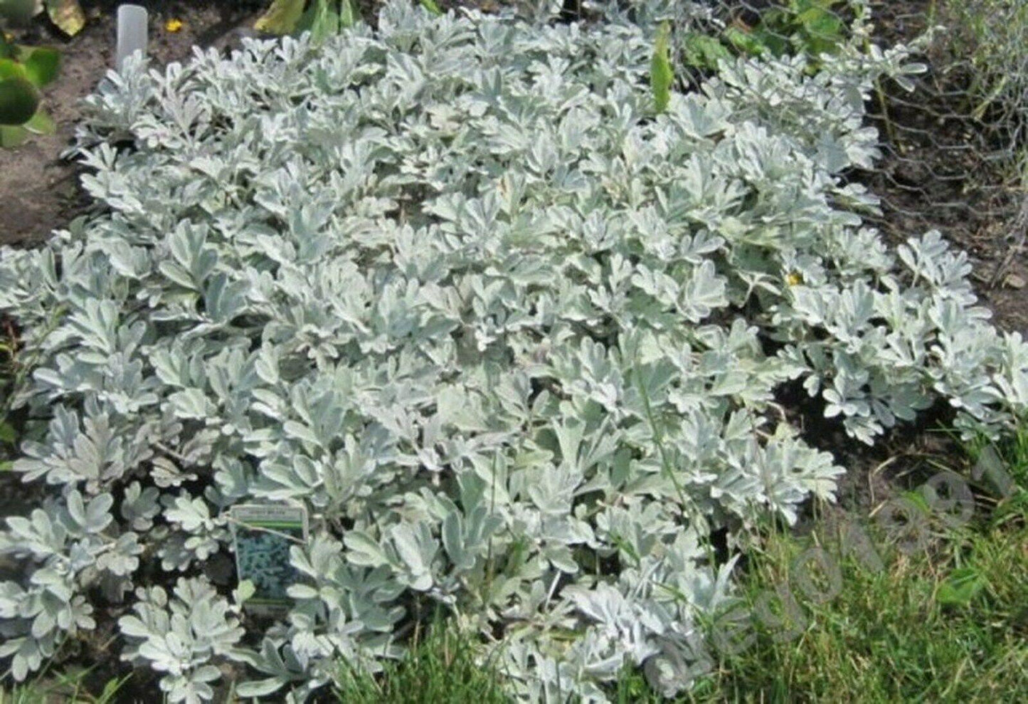 100 Dusty Miller Seeds - Seed World