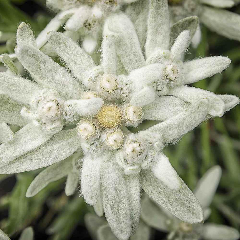 100 Edelweiss (Leontopodium Alpinum) Seeds - Seed World