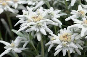 100 Edelweiss (Leontopodium Alpinum) Seeds - Seed World