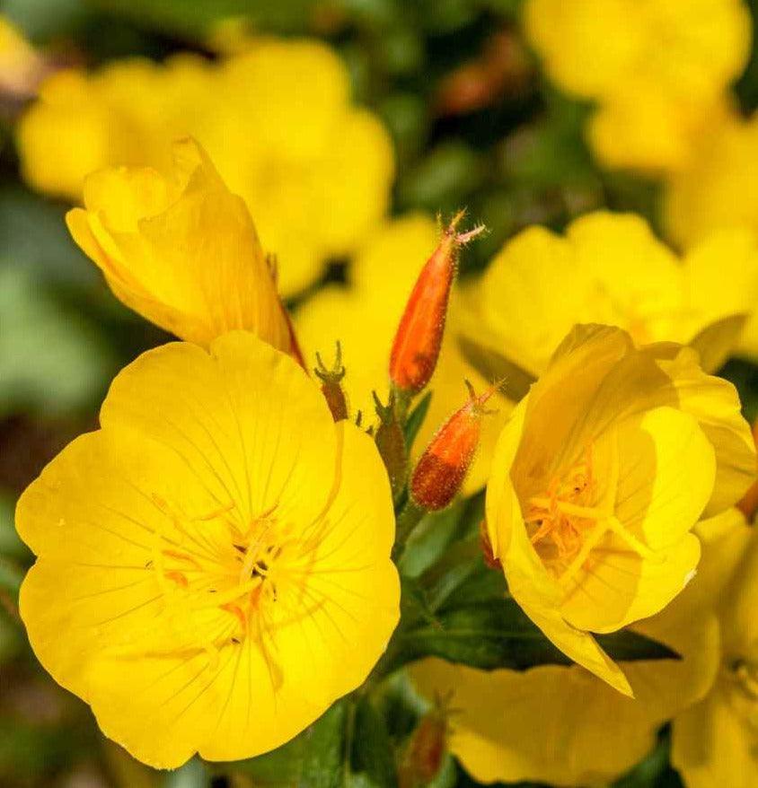 100 Evening Primrose (Oenothera Lamarckiana) Seeds - Seed World