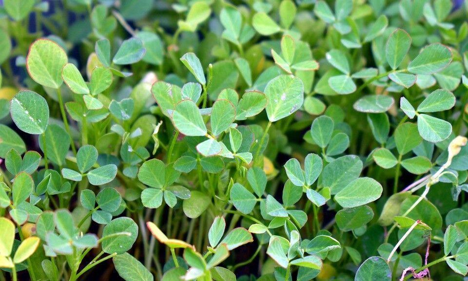 100 Fenugreek (Trigonella Foenum-graecum) Seeds - Seed World