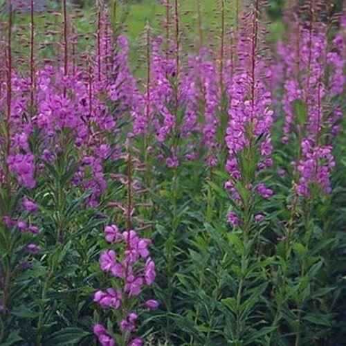 100 Fireweed - Willowherb Seeds - Seed World