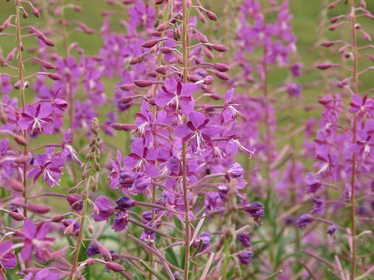 100 Fireweed - Willowherb Seeds - Seed World