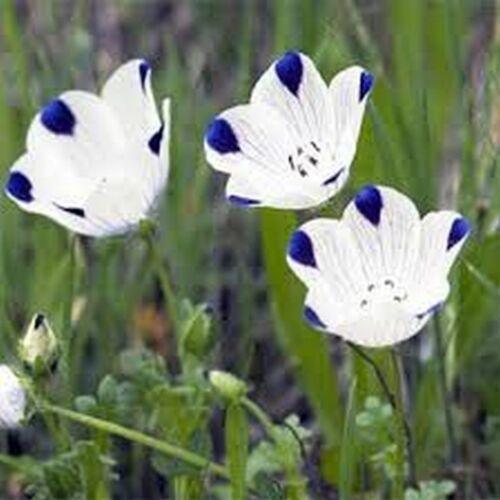 100 Five Spot - Nemophila Maculata Seeds - Seed World