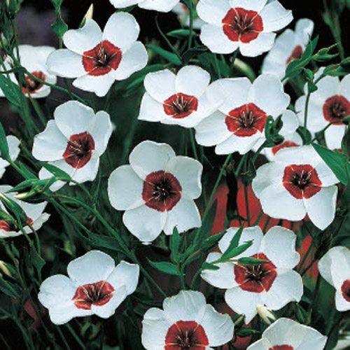 100 Flax - Bright Eyes Seeds - Seed World
