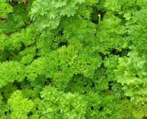 100 Forest Green Parsley Seeds - Seed World