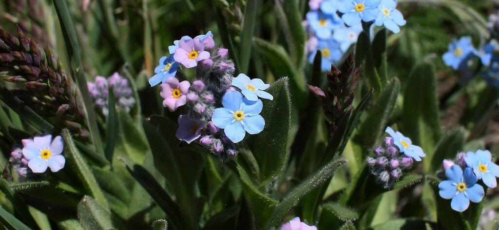 100 Forget Me Not Mix Seeds - Seed World