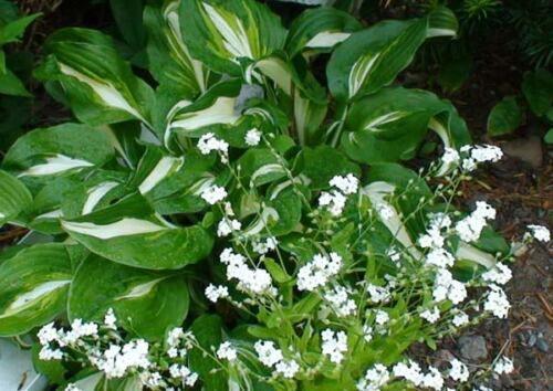 100 Forget Me Not Mix Seeds - Seed World