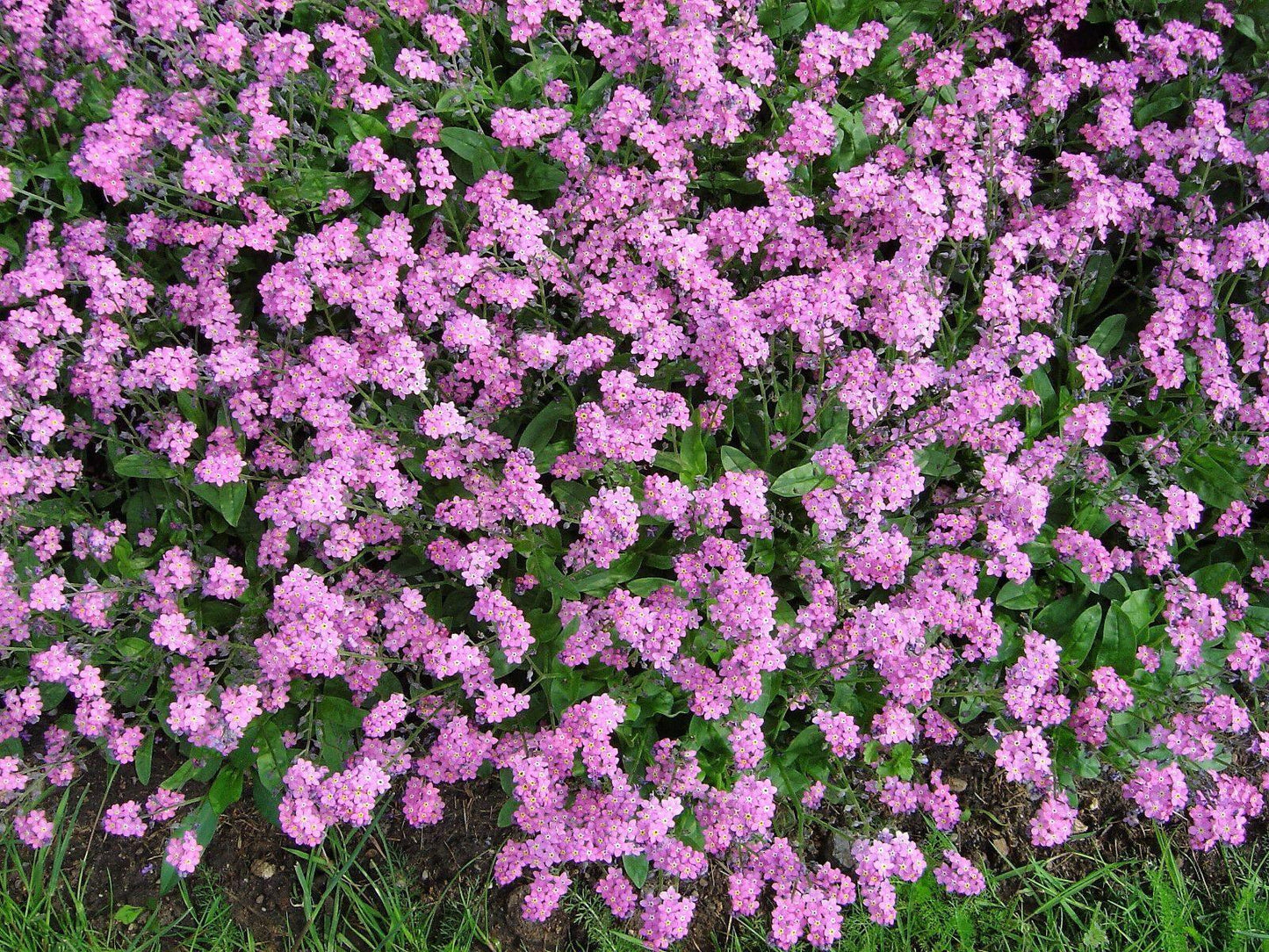 100 Forget Me Not Mix Seeds - Seed World