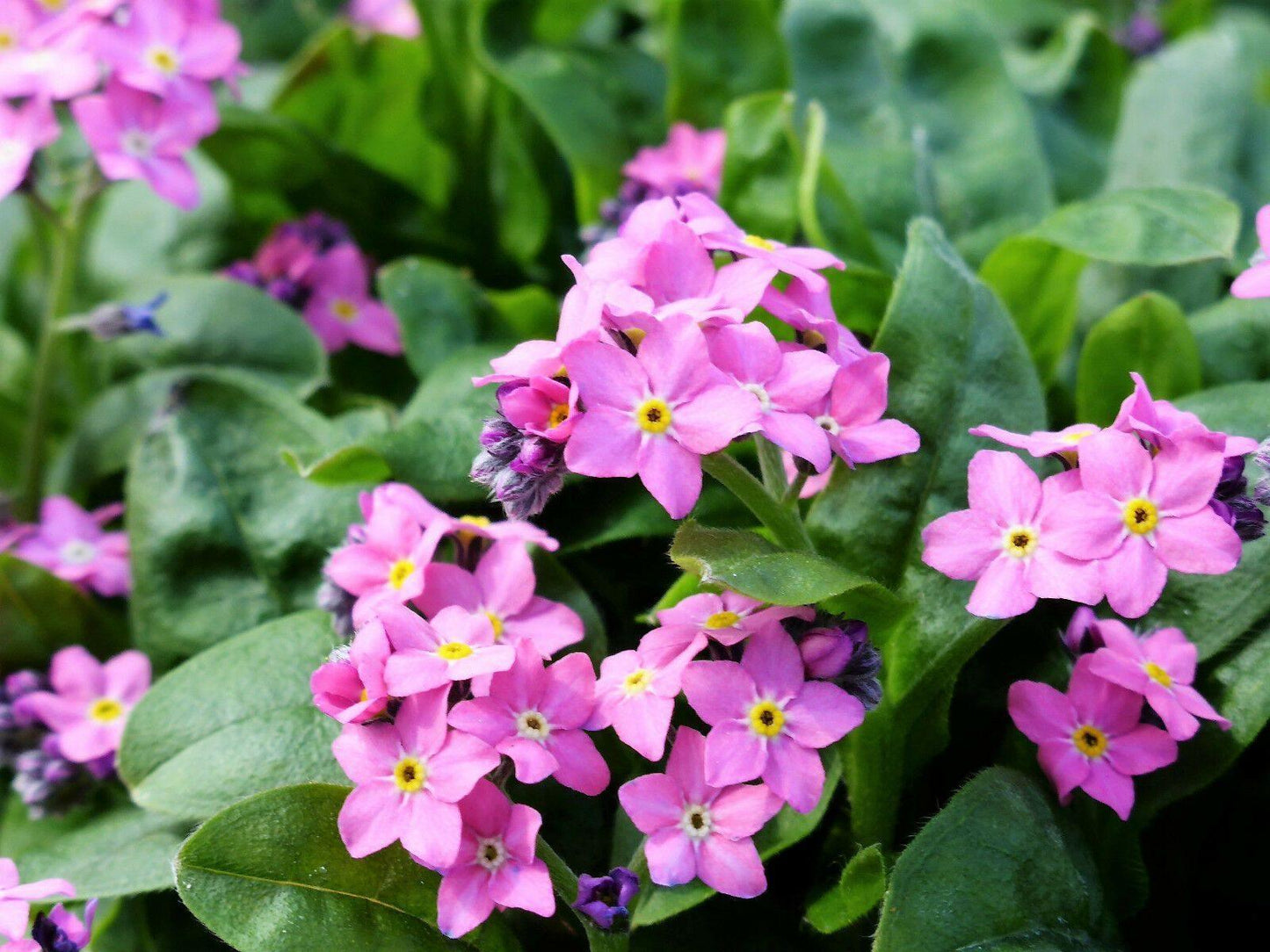 100 Forget Me Not Mix Seeds - Seed World
