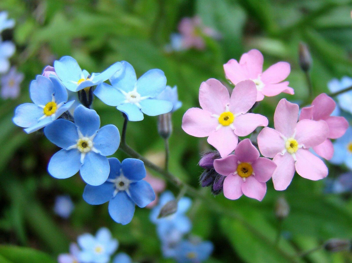 100 Forget Me Not Mix Seeds - Seed World