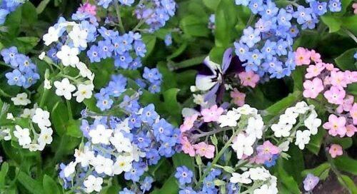 100 Forget Me Not Mix Seeds - Seed World