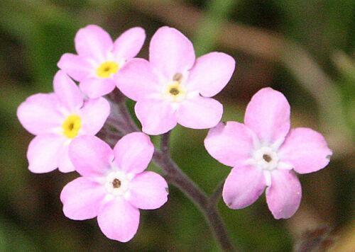 100 Forget Me Not Mix Seeds - Seed World
