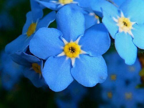 100 Forget Me Not Mix Seeds - Seed World