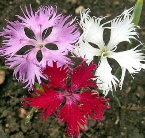 100 Fringed Pinks Flower Seeds - Seed World