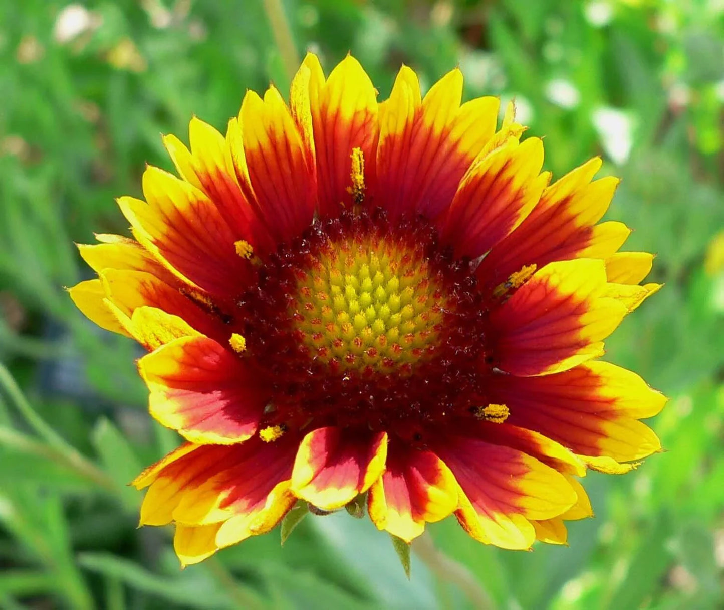 100 Gaillardia Blanket Flower Seeds - Seed World