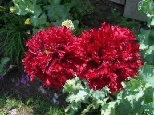100 Giant Double Red Peony Poppy Seeds - Seed World