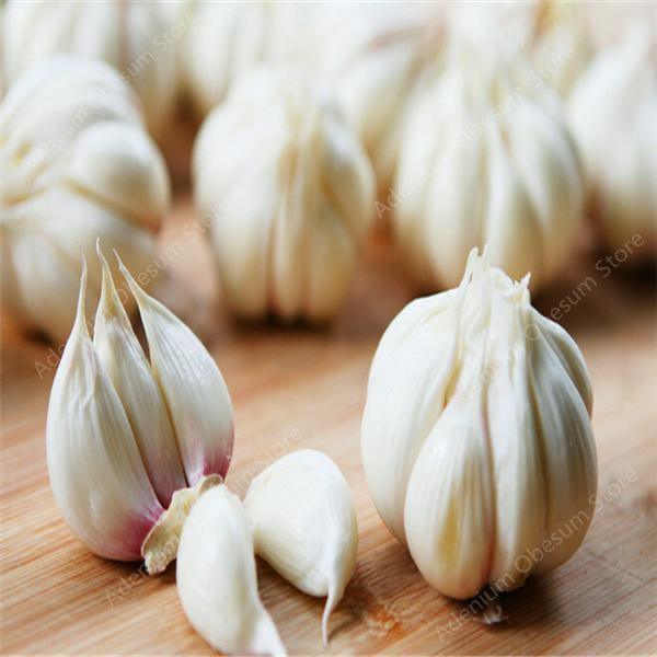 25 Giant Garlic Seeds | Organic Healthy Delicious And Spicy - Seed World