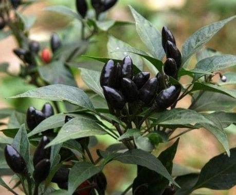 100 Giant Spicy Red Chili Hot Pepper seeds - Seed World