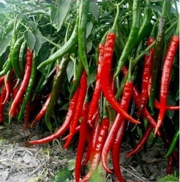 100 Giant Spicy Red Chili Hot Pepper seeds - Seed World