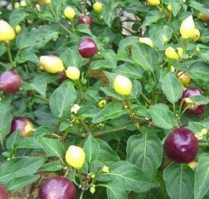 100 Giant Spicy Red Chili Hot Pepper seeds - Seed World